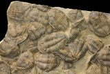 x Mortality Plate Of Large Asaphid Trilobites - Taouz, Morocco #164745-3